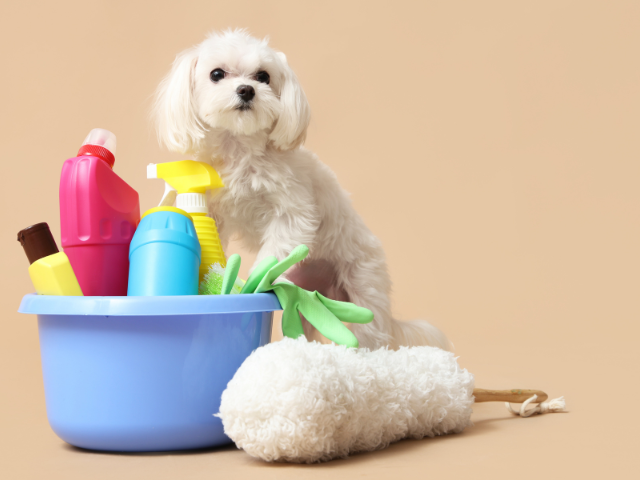 Evcil Hayvan Aksesuarları